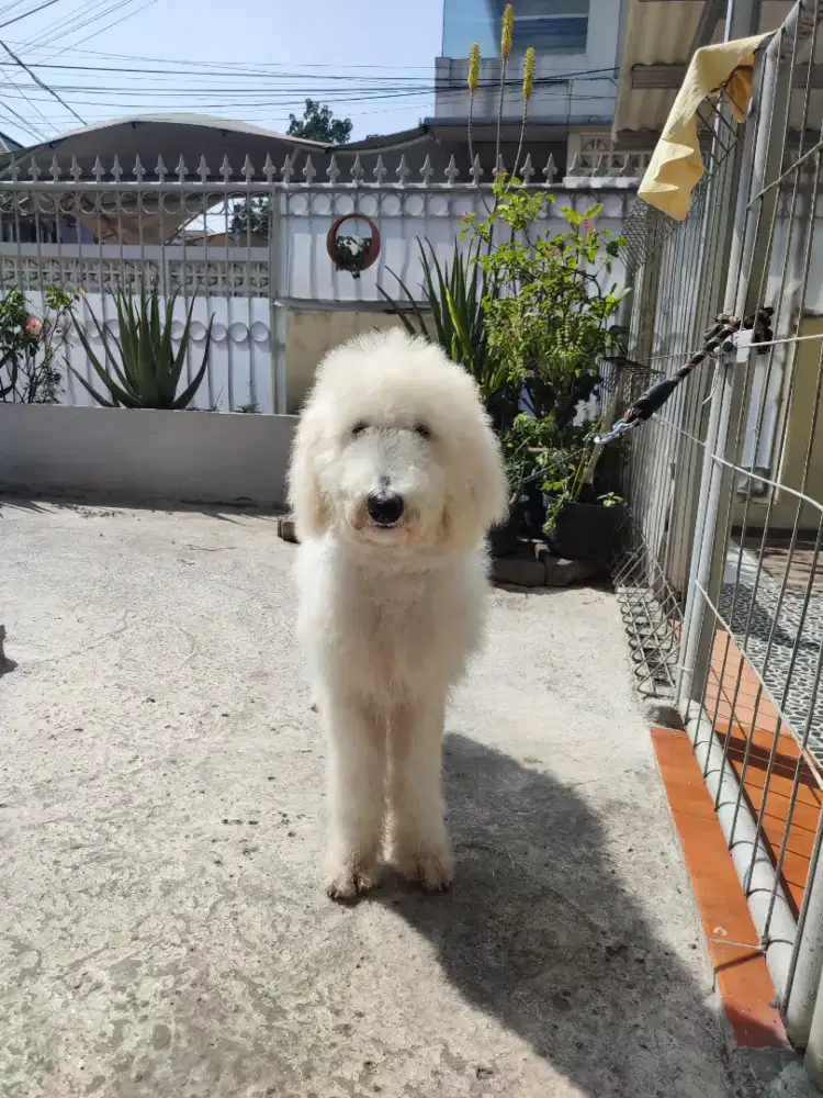 Puppies Giant poddle  jantan