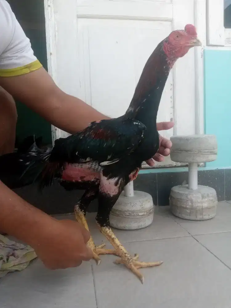 BK teknik tulangan bagus
