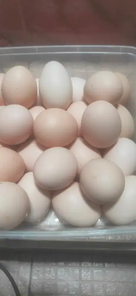 Jual telur ayam kampung konsumsi