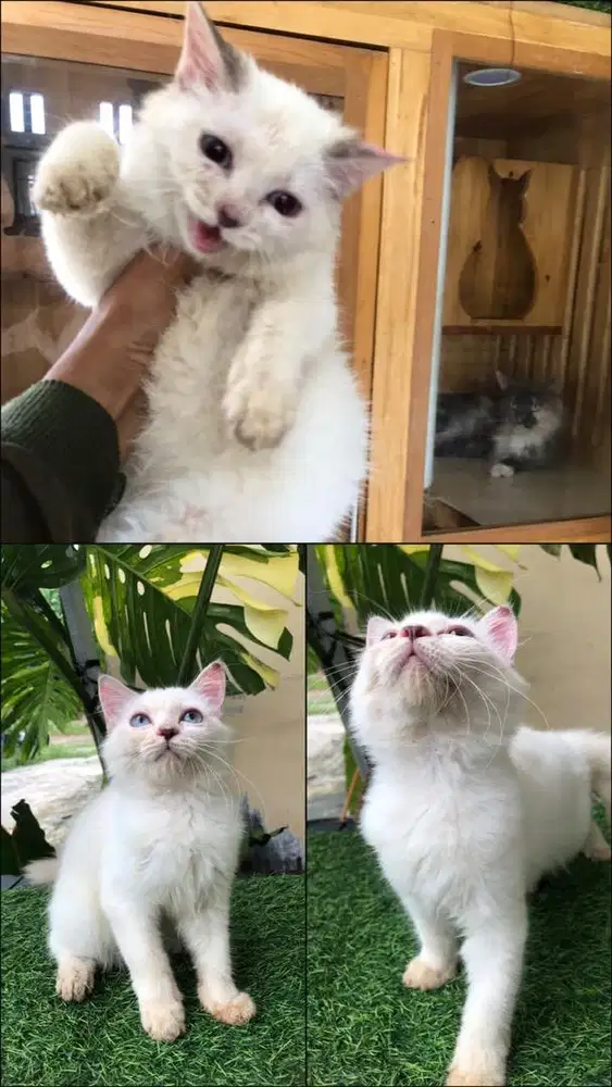 KITTEN RAS HIMALAYA BETINA