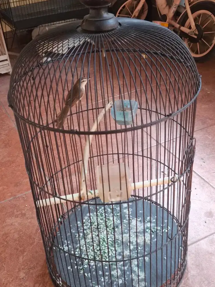 Jual borongan murmer