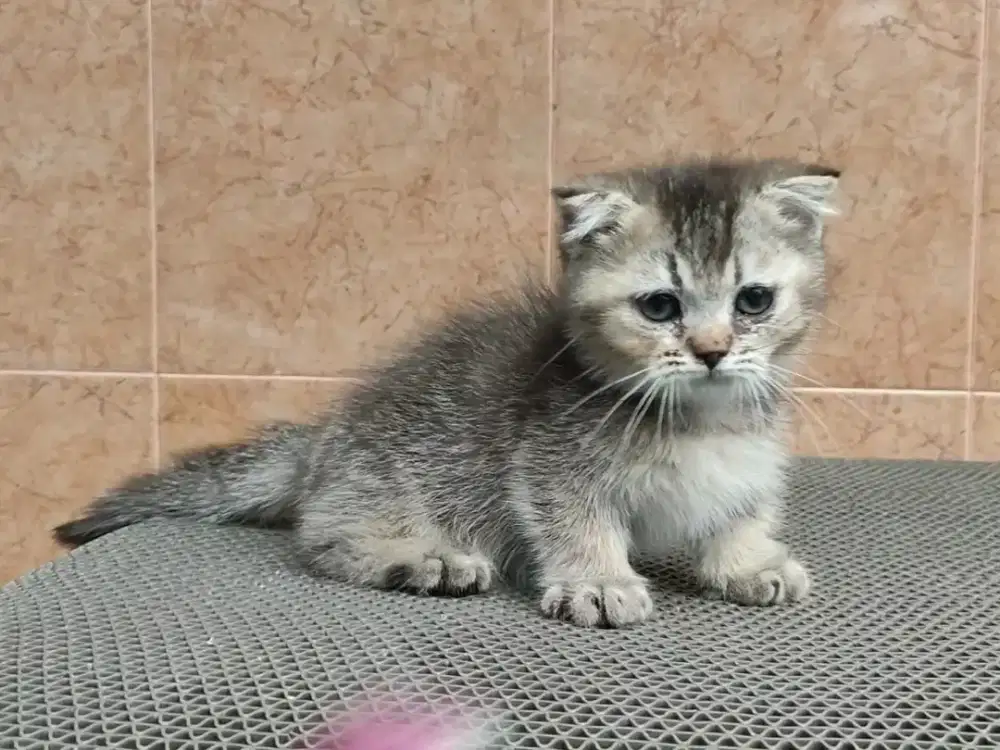 Kitten Munchkin gaelic fold golden jantan