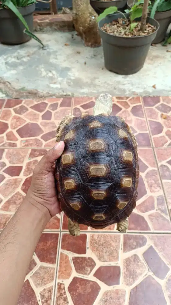 Sulcata darat 19-20cm