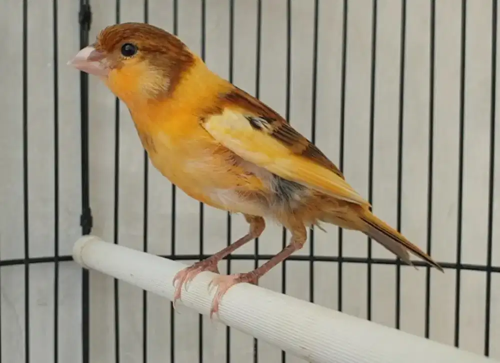 Kenari paud bon jantan