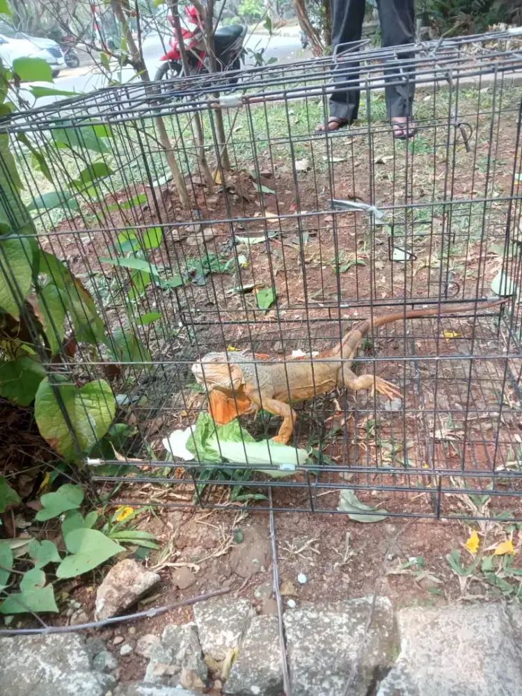 Dijual red iguana