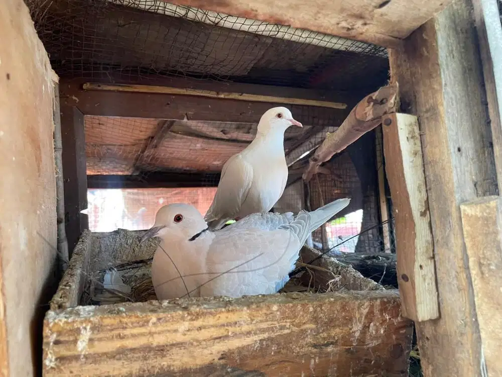 burung putter pasangan