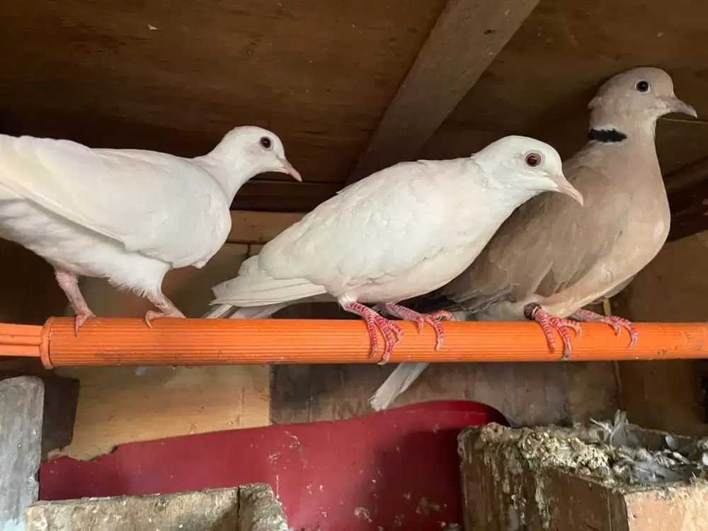 burung puter ada tiga