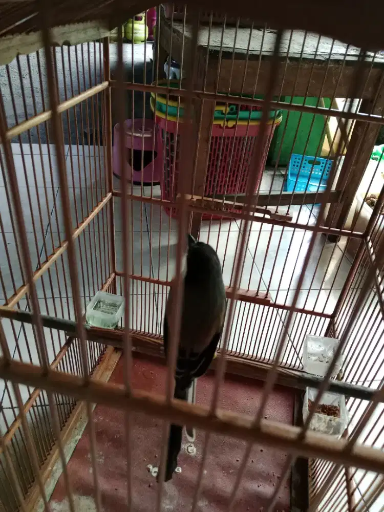 Cendet pakai ring