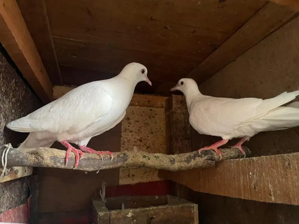 burung puter pasangan warna putih