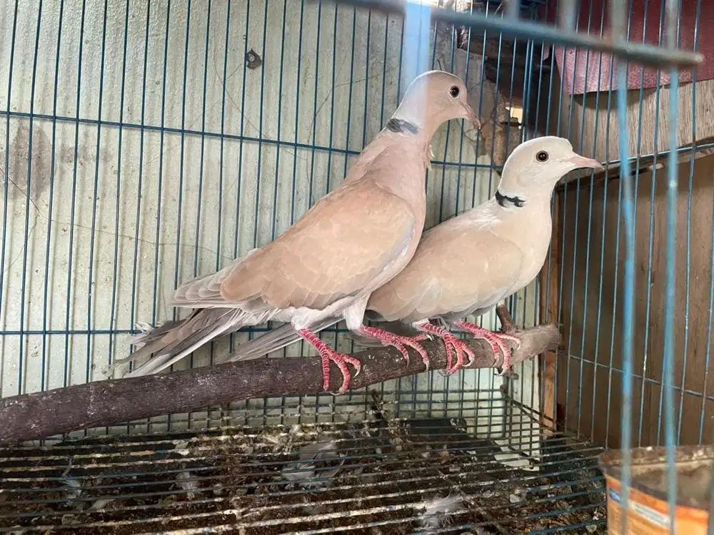 burung puter bagus