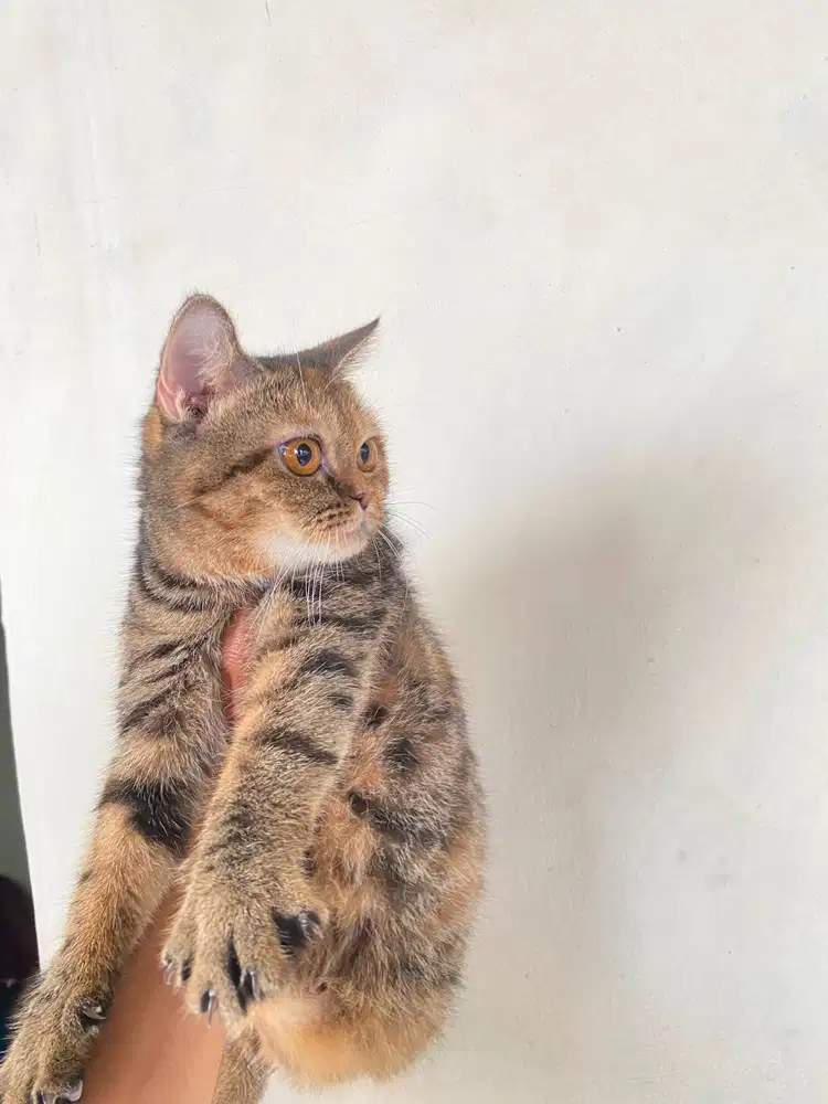 Kucing British Shorthair Golden abby