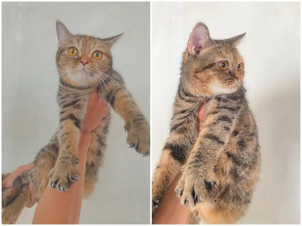 Kucing kitten British Golden tabby Betina
