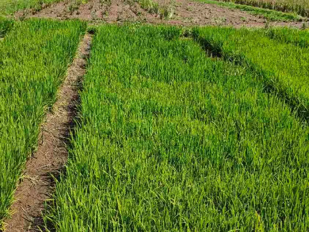 Dijual Lahan Strategis dekat GOR Lembupeteng Tulungagung