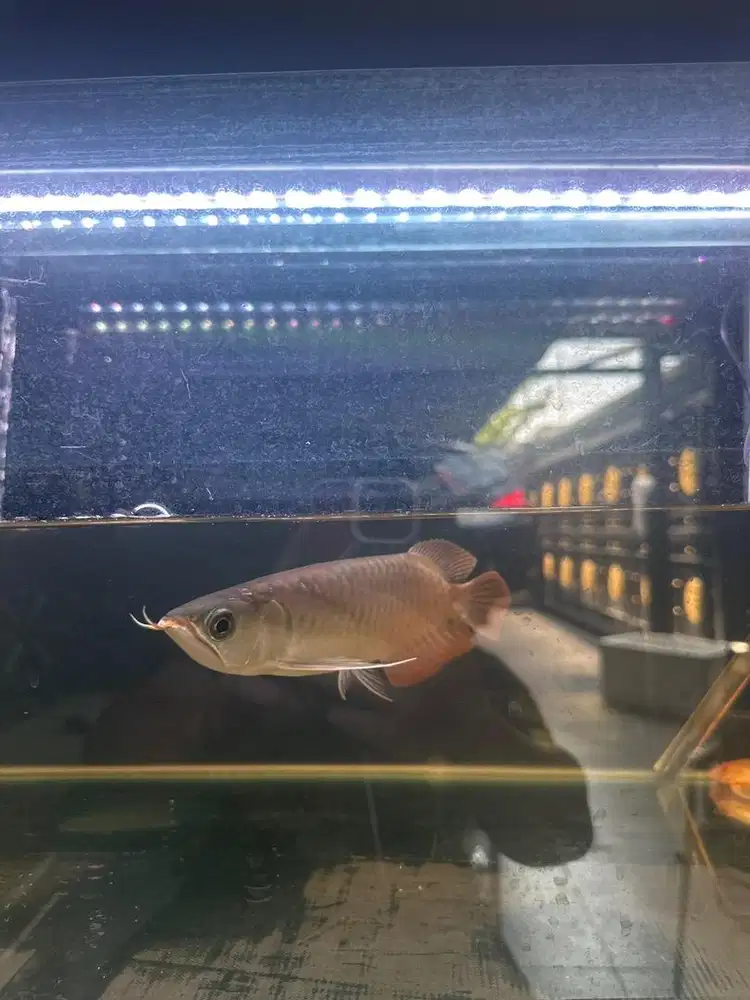 Arwana super red 25 cm