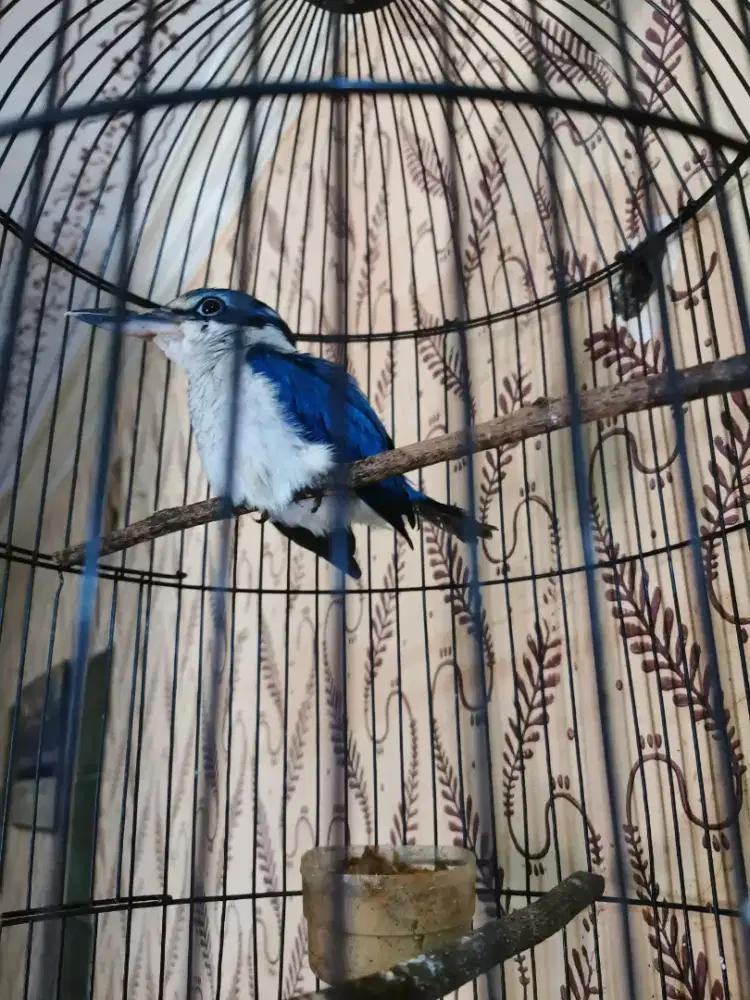 burung cukakeh biru