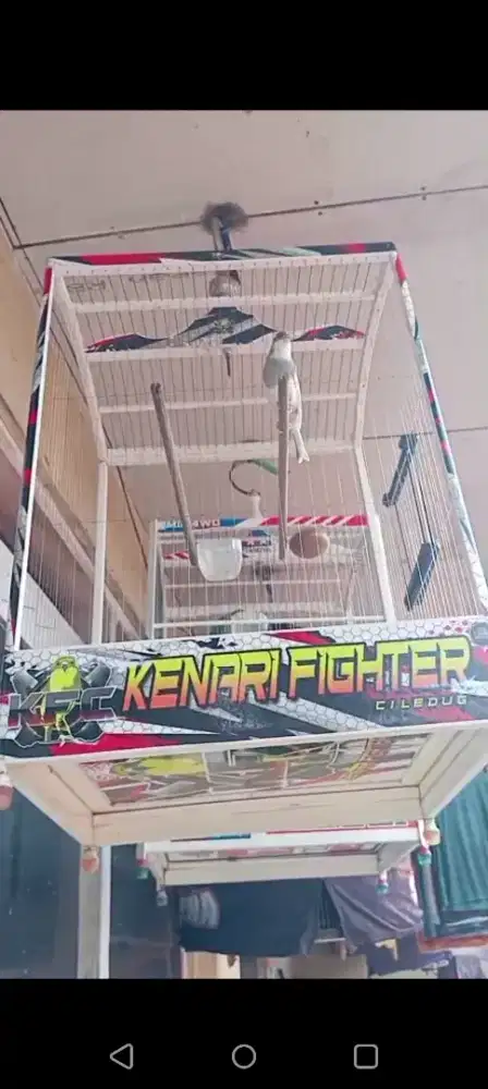 Kenari AF panda eks prestasi