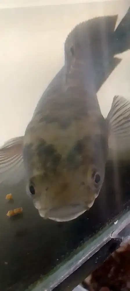 Ikan chana maru Ys