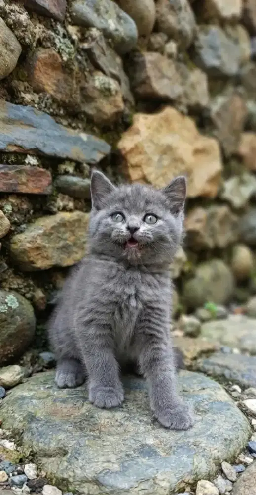 Bsh pure male 3month