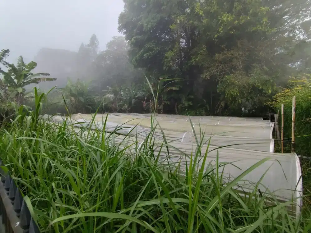 TANAH TEPI DANAU BUYAN – ZONA KUNING