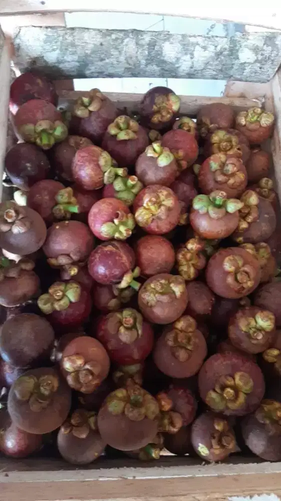 Ready manggis manis