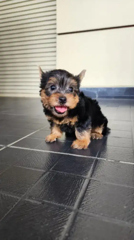 Ready yorkshire yorkie puppy jantan