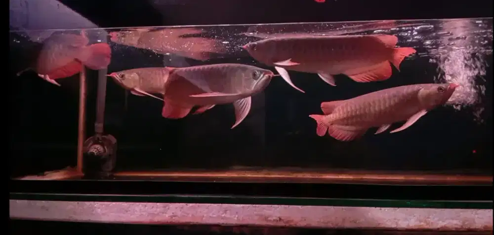 Arwana super red 32 cm