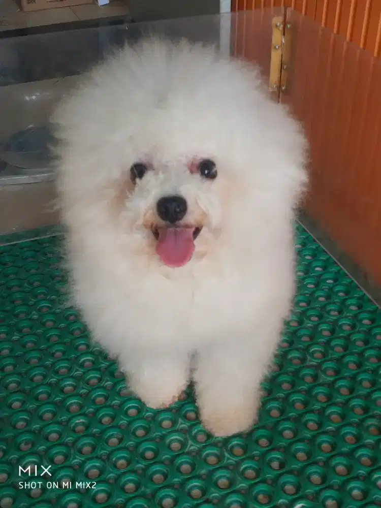 Jual Pejantan Mini Bichon frise