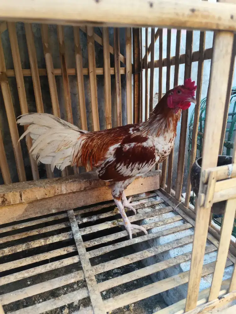 AYAM JAGO USIA 5 BULAN