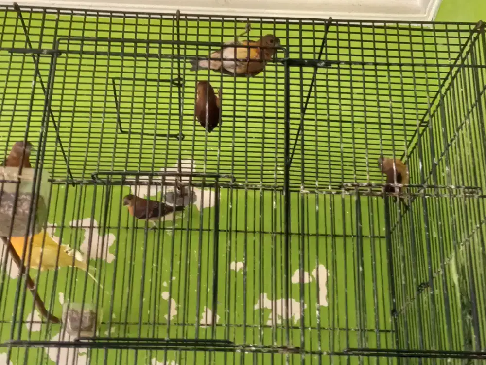 Burung red siskin anak spsng
