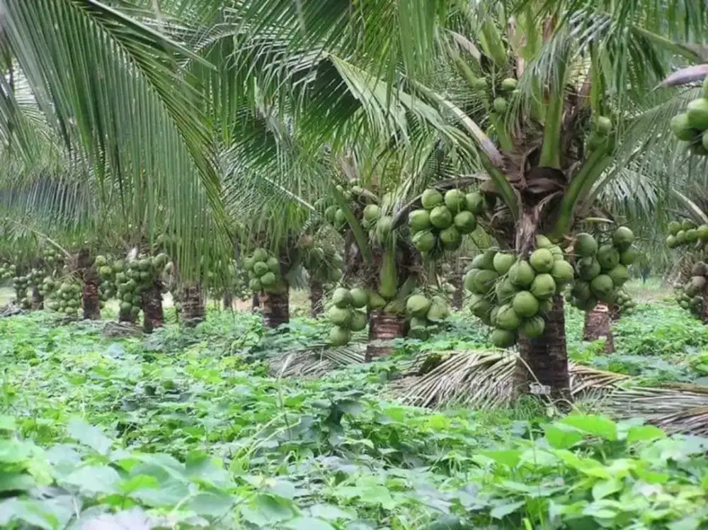 Pohon kelapa ijo kelapa kuning dll