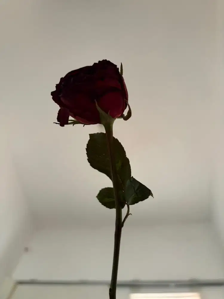 Lowongan pekerjaan spa non plus plus khusus perempuan