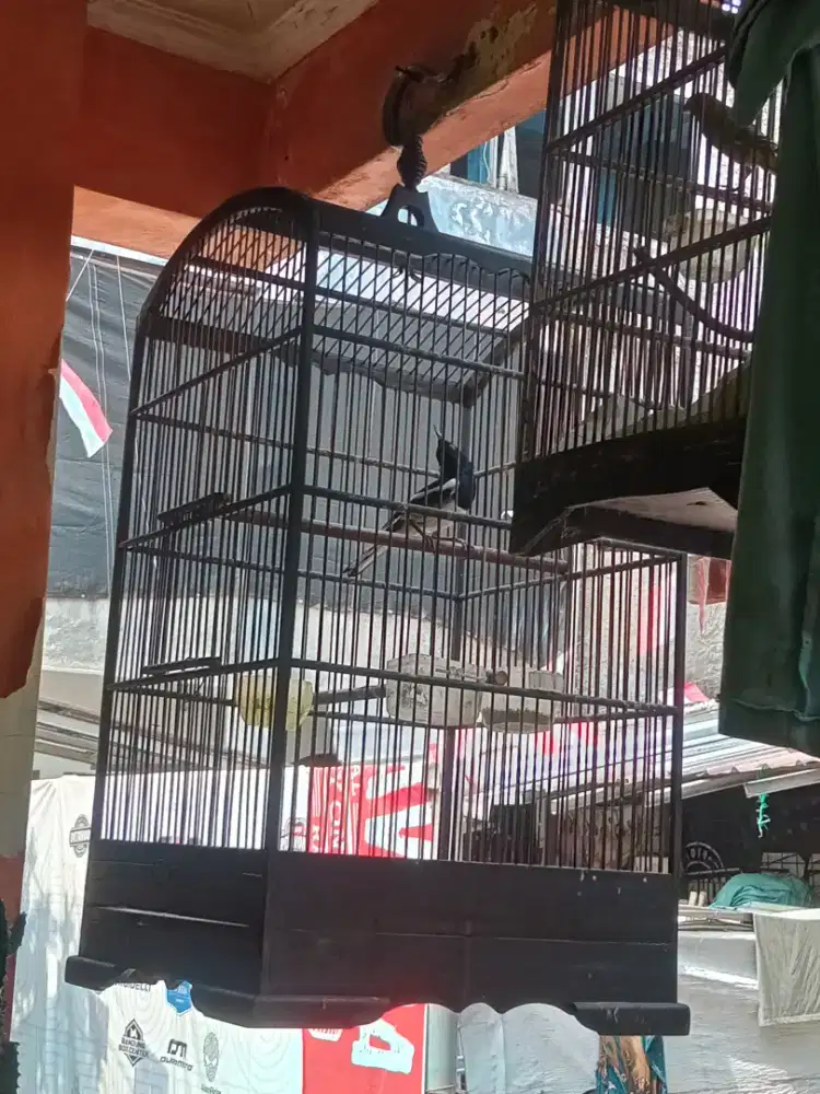 Burung Kacer jabar