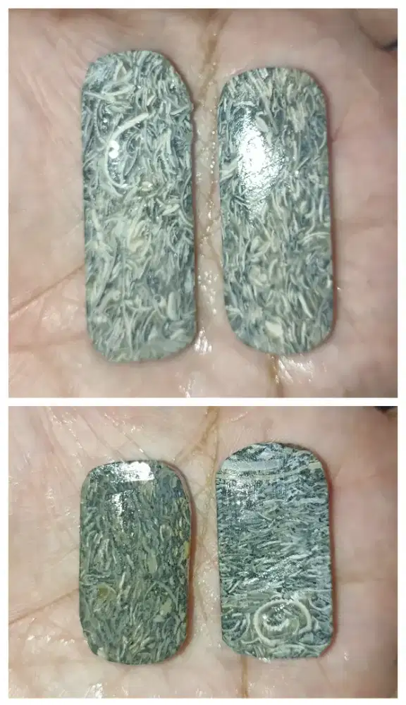 F@sil Cangkang Kerang, Bergerak Di Air Asam (MG Batik)