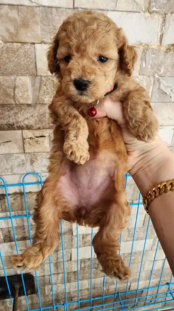 Ready anakan poodle puppy jantan & betina