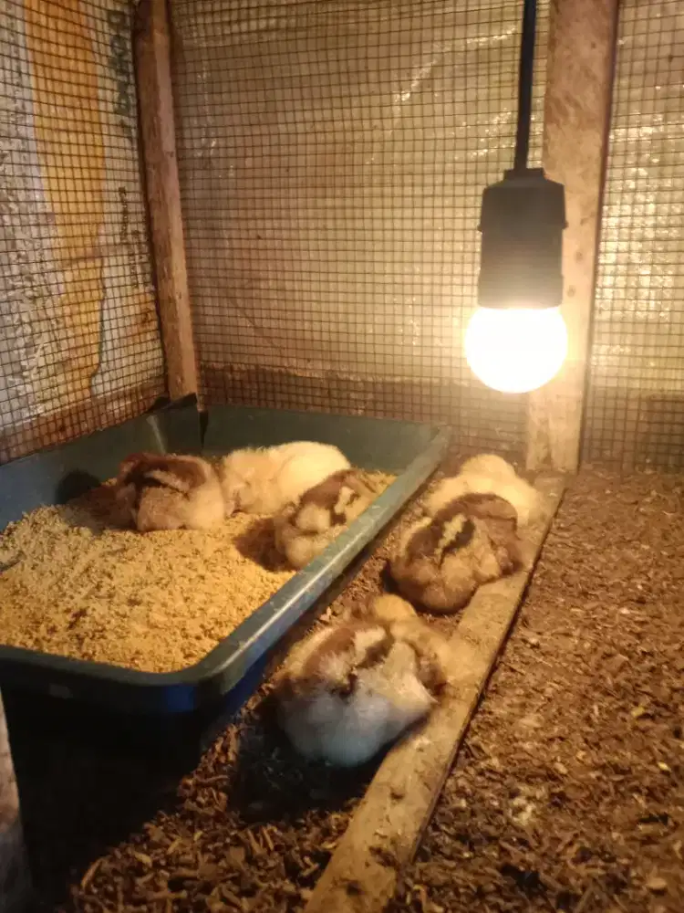 Doc ayam kampung unggul