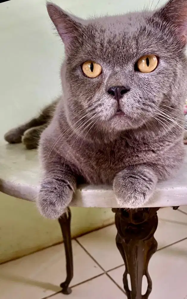 bsh munchkin jantan blue solid