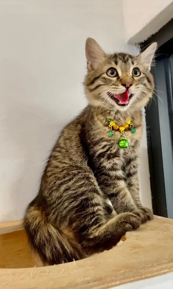 Kucing Persia Tabby Cantik, Sehat, Aktif & Lucu