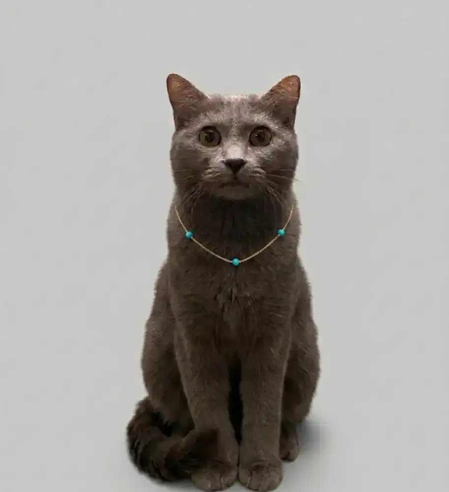 BSH Mix Scottish Blue Solid Female Proven