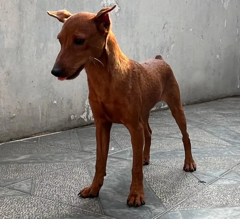 Mini Pinscher Jantan 6 bulan Anak Anjing Puppy Dog Pinscer Pinser