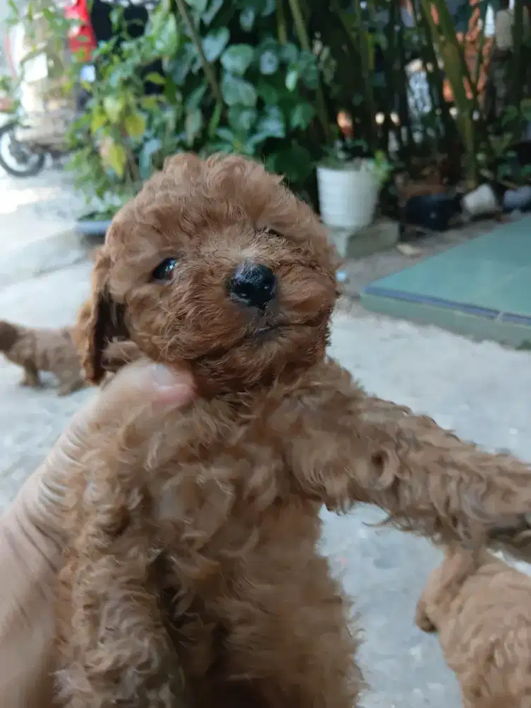 Jual anak anjing jenis poodle