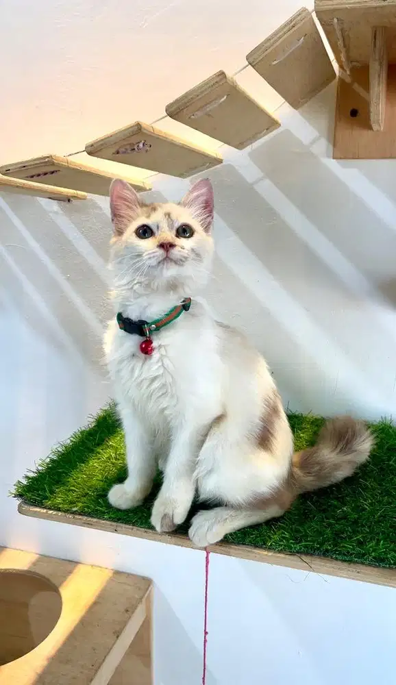Kucing persia kitten cantik