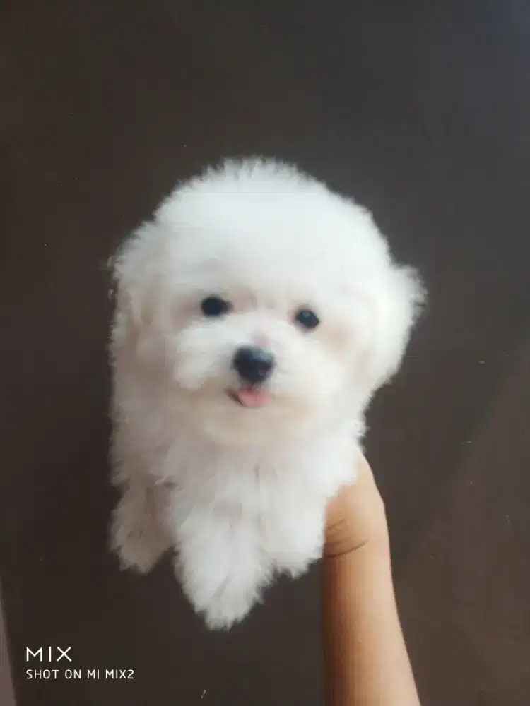 Mini Bichonfrise Betina