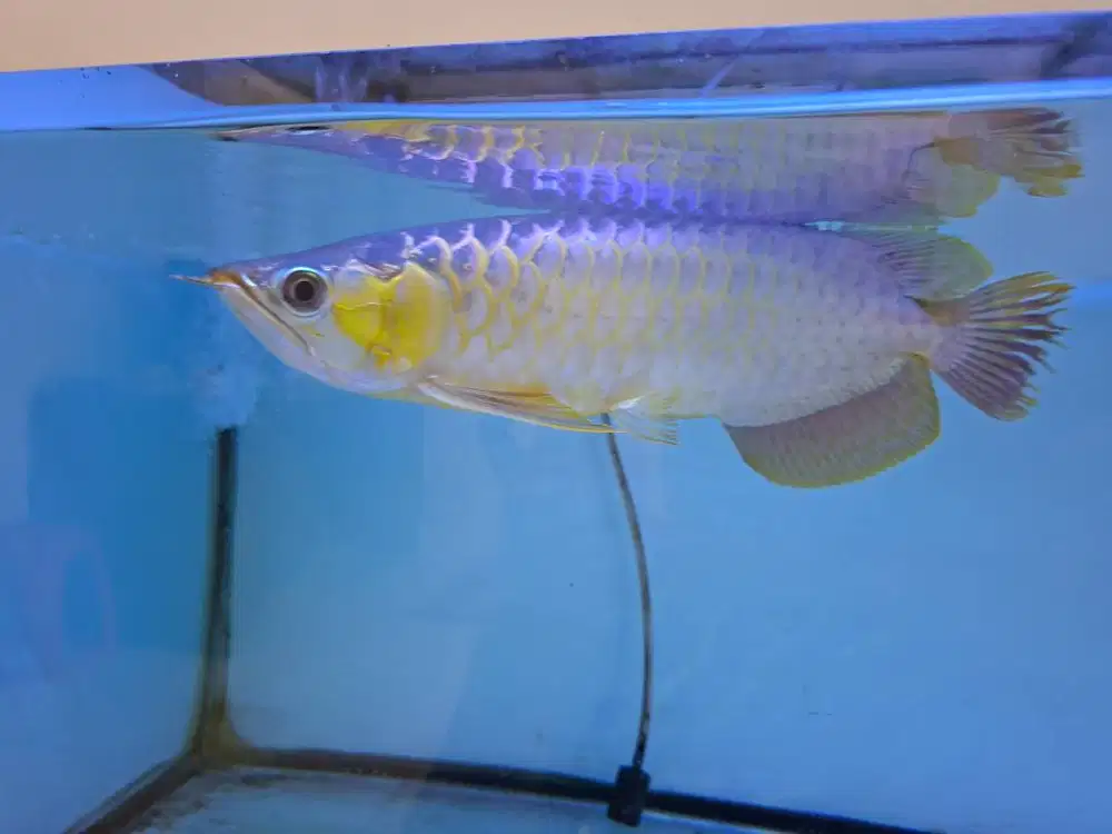 Arowana SR dan aquarium fullset