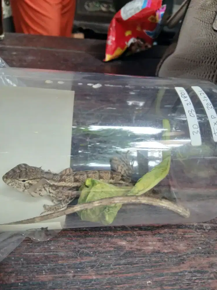Baby Iguana 20 cm