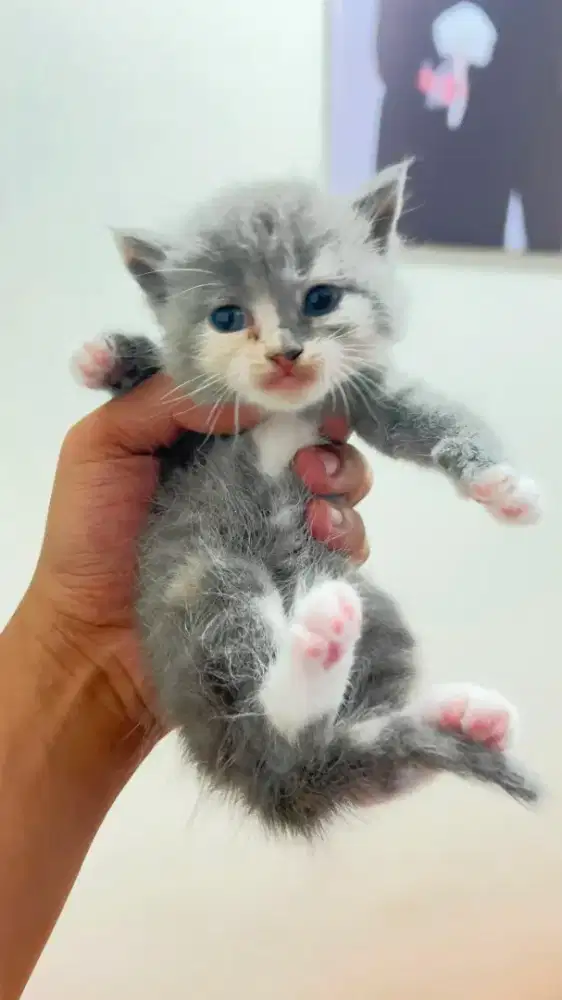 Book kitten bsh parrent ped british short hair