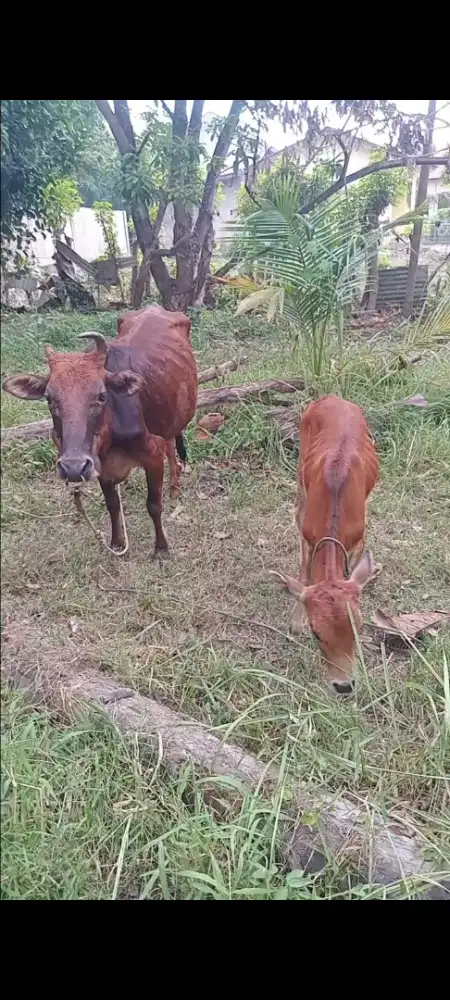 Sapi Aceh d jual