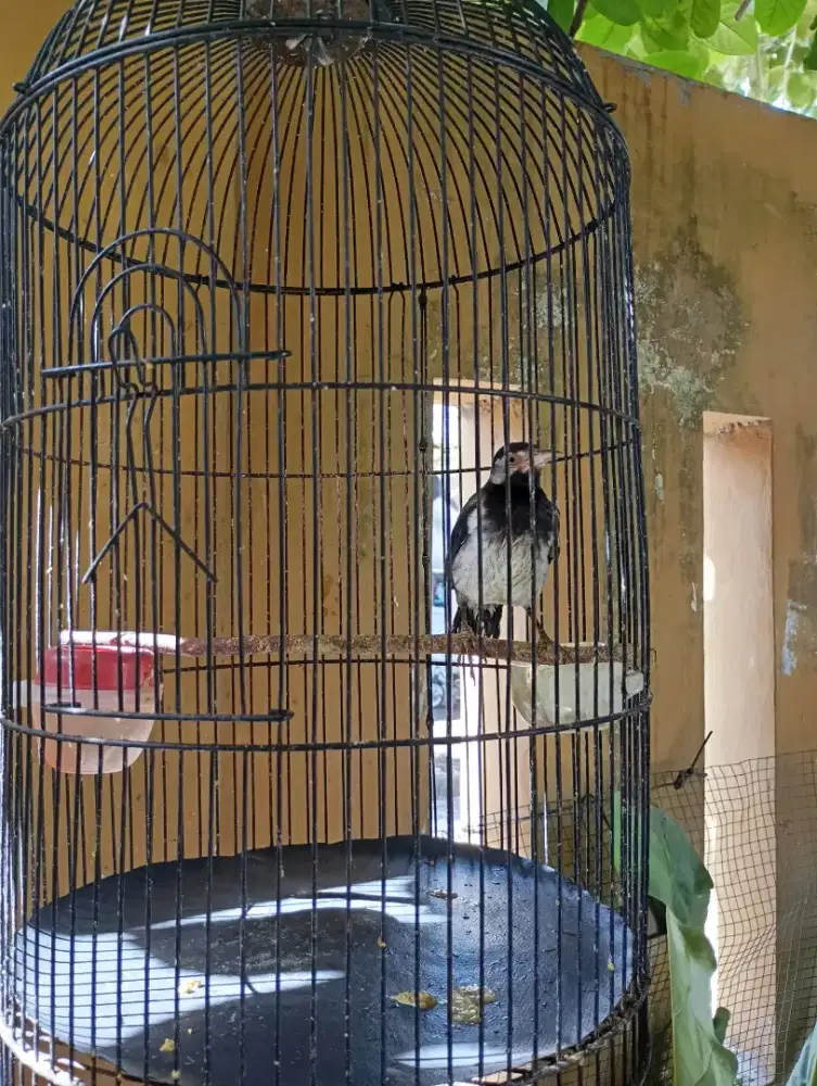 Burung Jalak Suren
