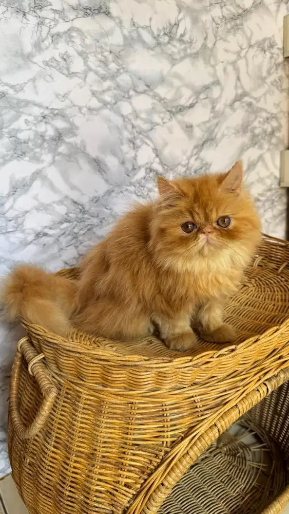 Kucing Peaknose Jantan 4 Bulan