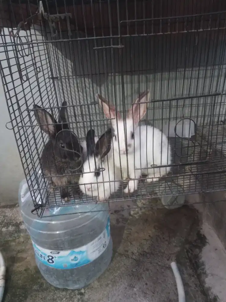 Kelinci lokal sisa 2 lagi bang abaikan yg hitam nya gan