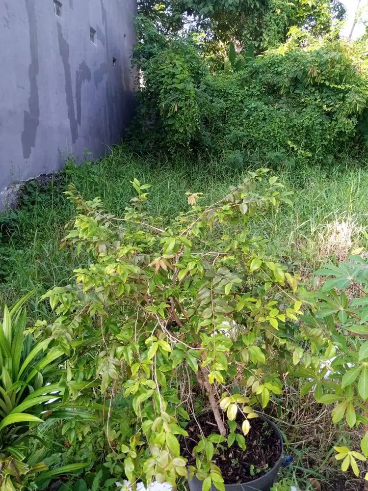 Anggur Pohon/Brazil Preco ±1,5 meter